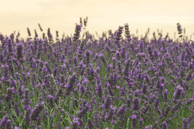 Close-up of purple flowering plants on field against sky