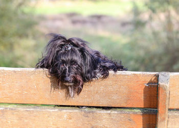 Close-up of black dog on wood