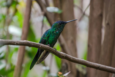 Close-up of bird perching on branch