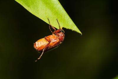 Close-up of insect on leaf