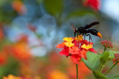 Close-up of insect pollinating on flower