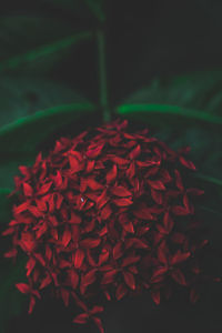 Close-up of red flowering plant
