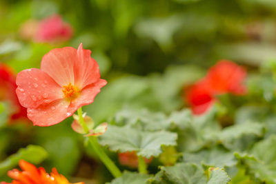 Close-up of red flowering plant