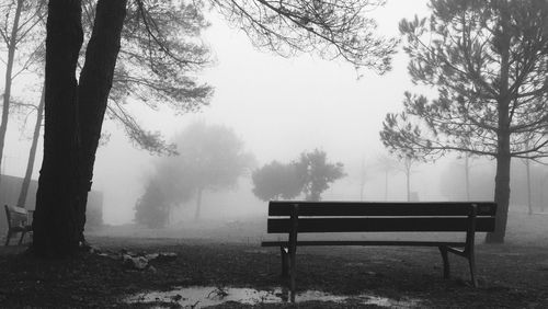 Bench on tree against sky