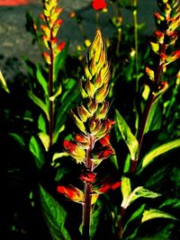 Close-up of red flowers