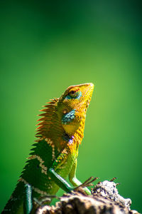 Close-up of an isolated orange and green lizard. ella, sri lanka. blurred jungle in the background