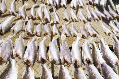 Close-up of fish for sale