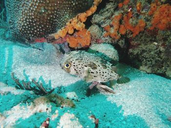 Fish swimming in sea