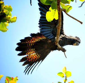 Low angle view of bird flying against sky