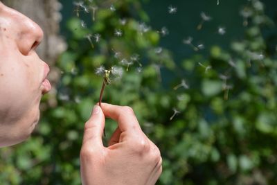Cropped image of boy blowing dandelion seeds