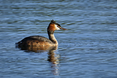 Duck swimming in lake