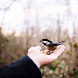 Close-up of human hand feeding bird