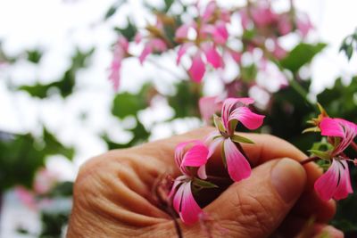 Close-up of hand holding pink flower tree