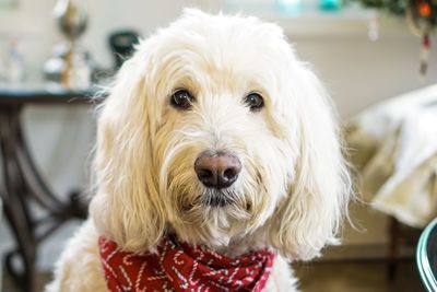 Close-up portrait of a dog