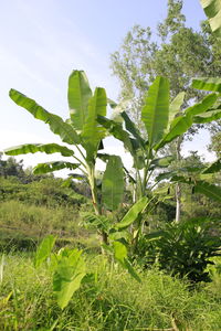 Close-up of plant growing on field against sky