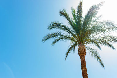 Low angle view of palm tree against clear blue sky