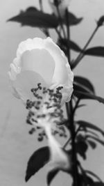 Close-up of flower tree