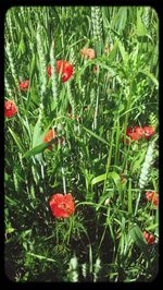 Close-up of red flowers