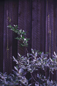 Close-up of purple flowering plants