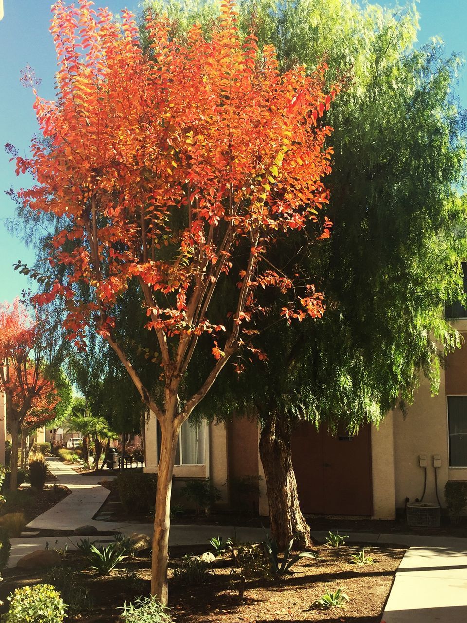 TREE IN AUTUMN