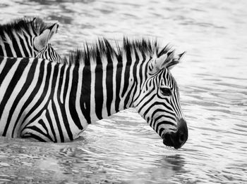 Close-up of zebra drinking water in lake