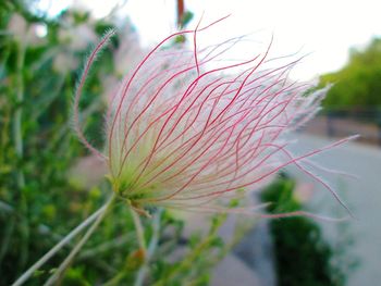 Close-up of plant
