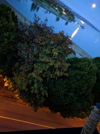 Low angle view of trees by street against sky