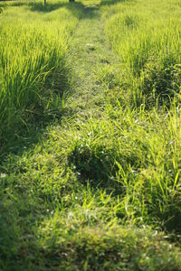 Scenic view of fresh green field