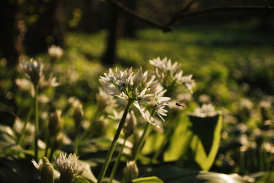 Close-up of white flowering plant on field