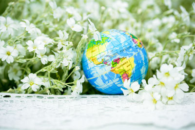 Close-up of blue flower on plant