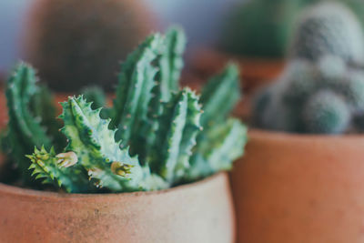 Close-up of succulent plant