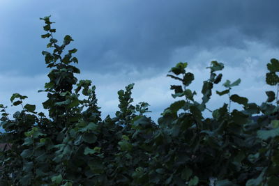 Low angle view of fresh green plants against sky