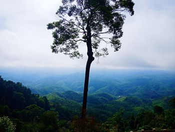 Scenic view of trees in forest against sky