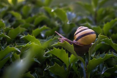 Close-up side view of snail on leaves