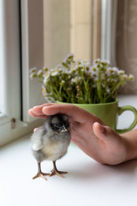One small sleeping dark gray chicken on the background of a green mug with flowers