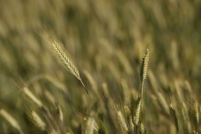 Close-up of wheat growing on field