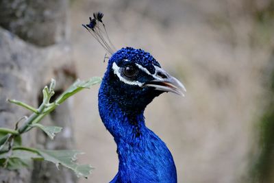 Close-up of peacock