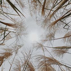 Low angle view of bare tree against sky