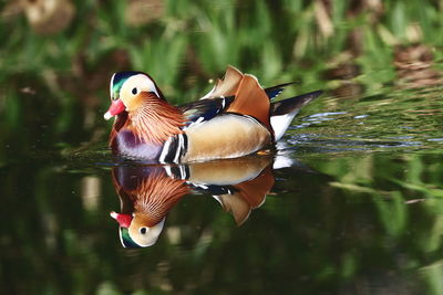 View of a bird in water