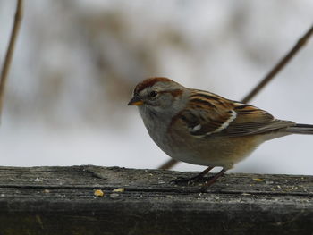 Close-up of bird perching on wood