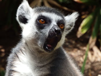 Close-up portrait of monkey