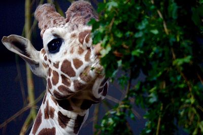 Close-up portrait of giraffe