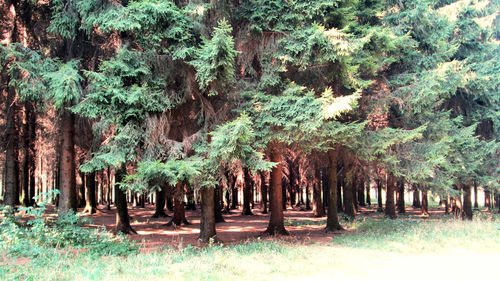 Trees and plants in park