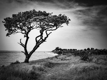 Tree on field by sea against sky