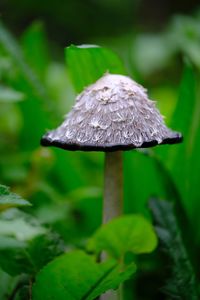 Close-up of mushroom growing in forest