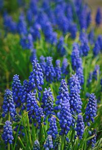 Close-up of purple flowers growing in field