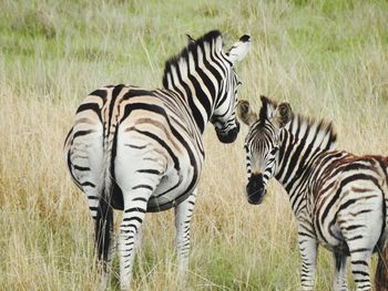 Zebras on a field