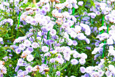 Close-up of purple flowering plants