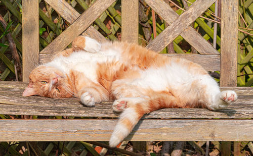 Cat resting relaxing and sleeping on a wood bench in sunshine