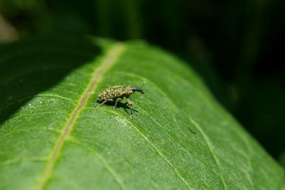 Close-up of insect on leaf